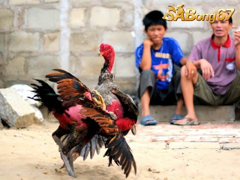 Cách Nuôi Gà Đá Lông Bóng Mượt, Đuôi Dài, Đẹp Mã Cực Dễ Bổ sung dinh dưỡng khi gà ra lông rất quan trọng