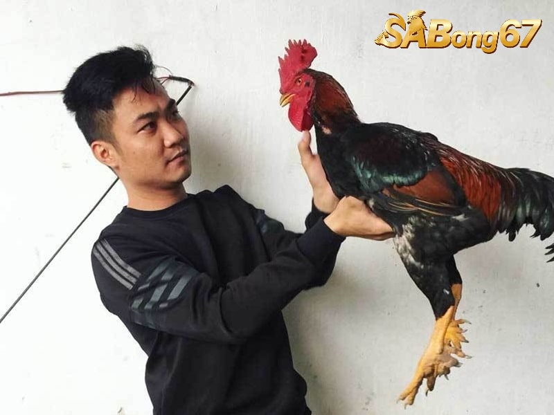 Giới Thiệu Gà Chín Cựa - Giống Gà Giúp Nông Dân Thu Lãi To Giá của gà chín cựa chuẩn có thể vài chục triệu đồng