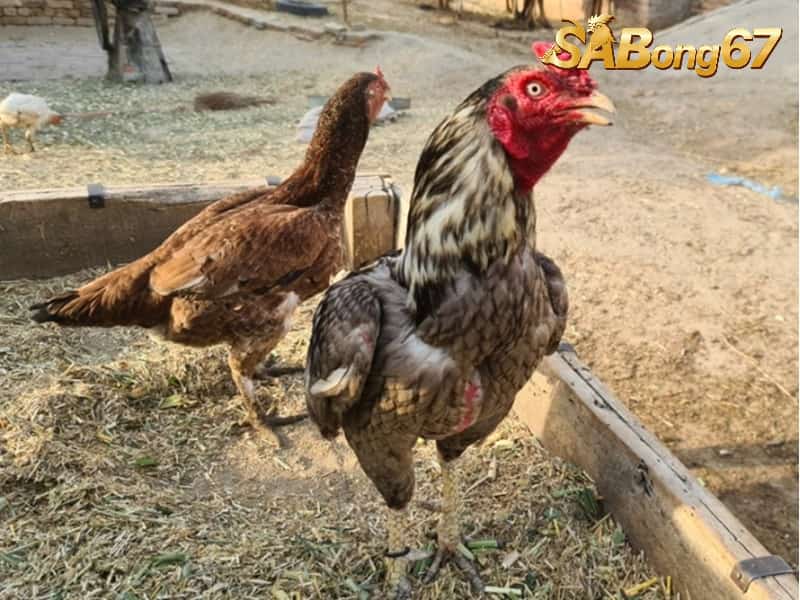 Tất Tần Tật Về Gà Shamo - Gà Chọi Nhật Bản Cực Hiếu Chiến Giống gà Shamo có kích thước và trọng lượng khá lớn