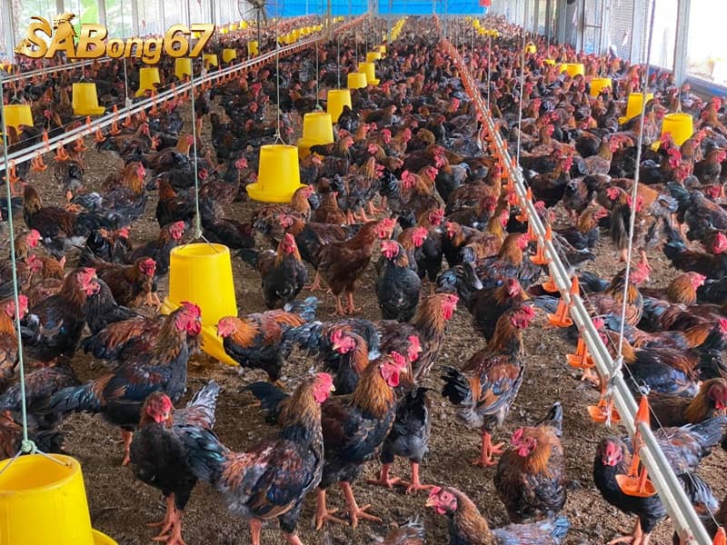 Nắm bắt những cách nuôi gà không bị bệnh sẽ tăng cao nâng lợi nhuận Nắm bắt những cách nuôi gà không bị bệnh sẽ tăng cao nâng lợi nhuận