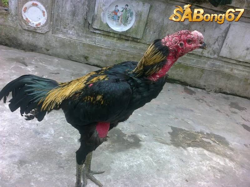 Cách Vô Mồi Cho Gà Mau Sung, Mau Tới Pin Đúng Cách Vô mồi cho gà là cách bồi dưỡng hay cho chiến kê