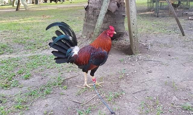 Gà Bobby Boles Asil Gà Bobby Boles Asil