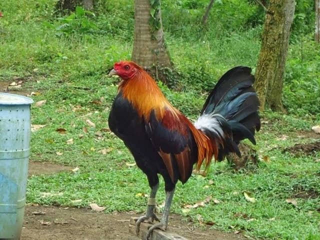 Gà Doc Robinson Gà Doc Robinson