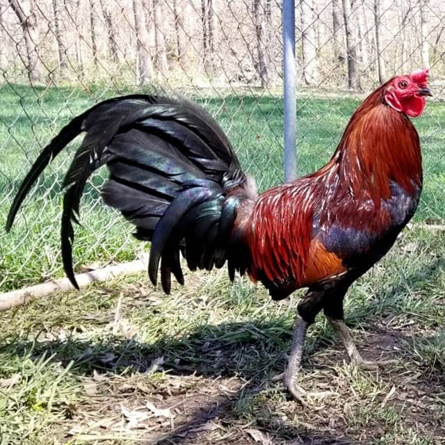 Gà Leiper Gà Leiper