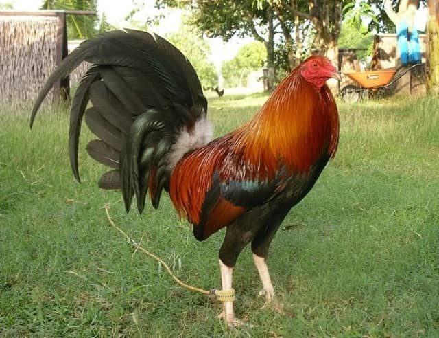 Gà Mỹ dòng Roundhead Gà Mỹ dòng Roundhead