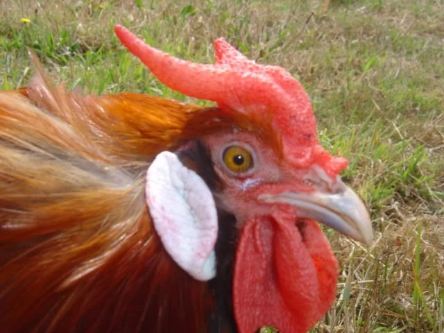 Mào chạc giúp chú gà có hình dáng thu hút Mào chạc giúp chú gà có hình dáng thu hút