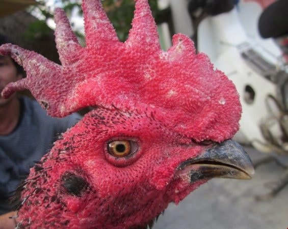 mào cờ Các loại mào gà - mào cờ