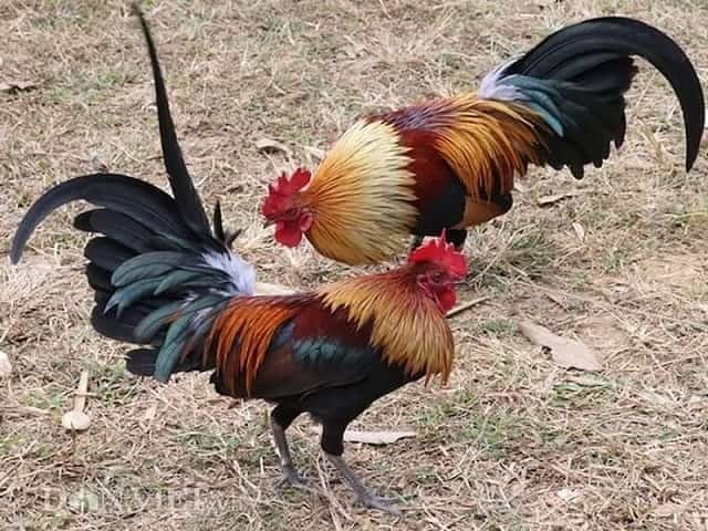 Bí quyết lựa gà tre đá hay từ thực tế đơn giản, dễ hiểu Bí quyết lựa gà tre đá hay từ thực tế đơn giản, dễ hiểu