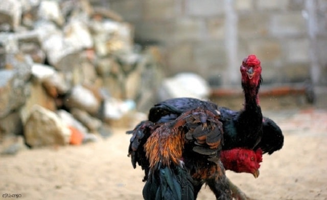 Giống gà Thổ Hà cực hùng mạnh tại miền Bắc Giống gà Thổ Hà cực hùng mạnh tại miền Bắc