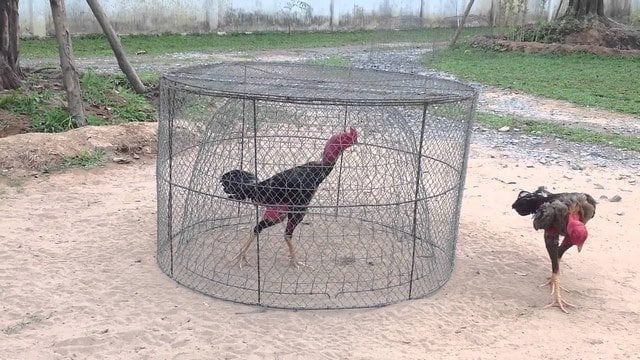 Cách Huấn Luyện Gà Chọi Tăng Thể Lực Cực Hay Từ Sư Kê Lâu Năm Thực hiện cường độ vần gà khoa học