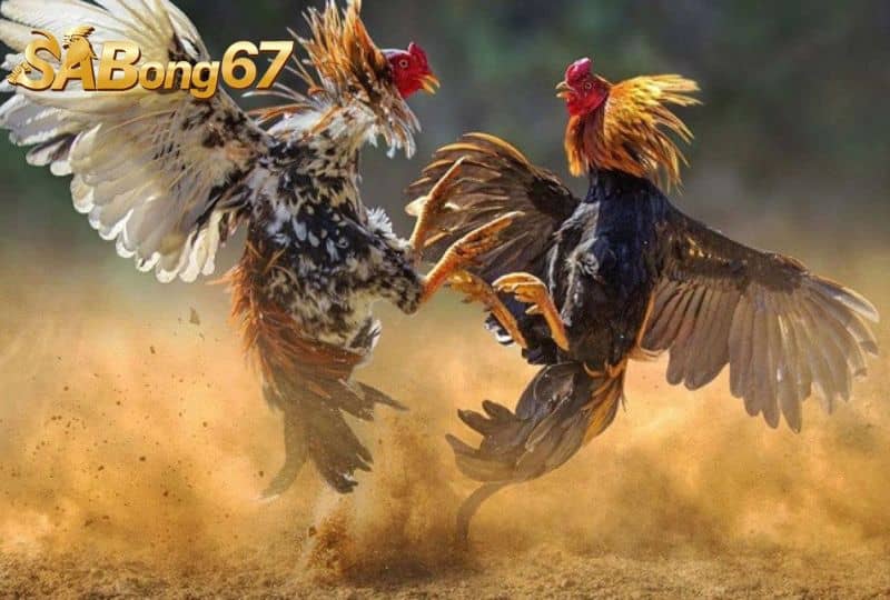 Cung cấp đầy đủ dinh dưỡng giúp gà có thể lực sung mãn Cung cấp đầy đủ dinh dưỡng giúp gà có thể lực sung mãn